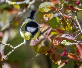 Great tit on a tree by ManfredFotos