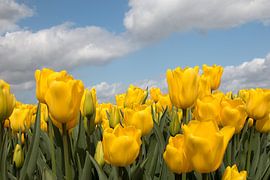 yellow tulip field with a blue sky and clouds by W J Kok