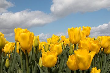 geel tulpenveld met een blauwe lucht en wolken van W J Kok