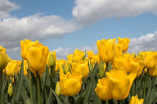 yellow tulip field with a blue sky and clouds