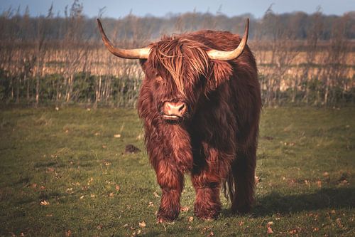 Scottish Highlander