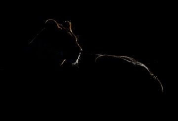 Silhouette de lion sur Claudia van Zanten