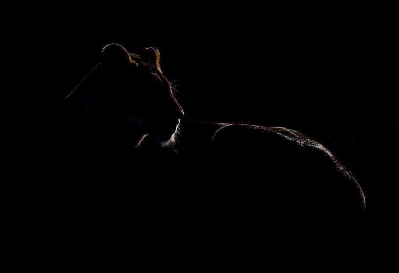 Lion Silhouette van Claudia van Zanten