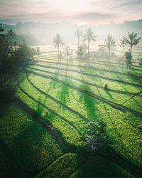 Lumière du matin sur l'île de Bali.