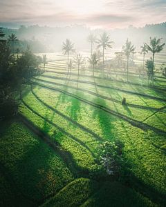 Morgenlicht auf der Insel Bali.
