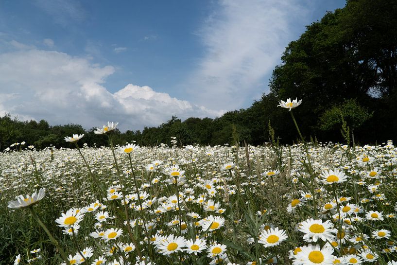 Bloemen van Maaike Krimpenfort