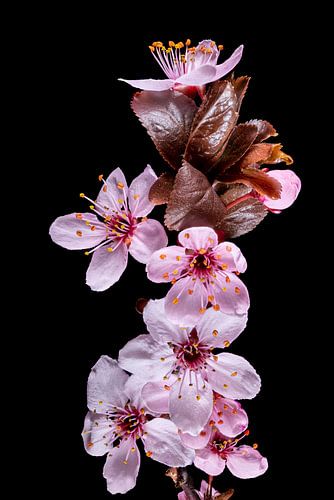 Fleurs de prunier pourpre