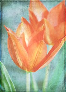 Tulpen sur Roswitha Lorz