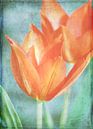 Tulpen van Roswitha Lorz thumbnail