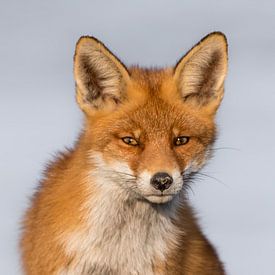 Red fox portrait! by Robert Kok