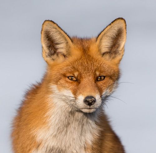 Red fox portrait!