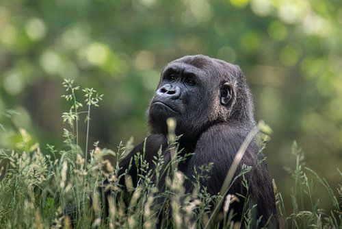 Gorilla in hoog gras