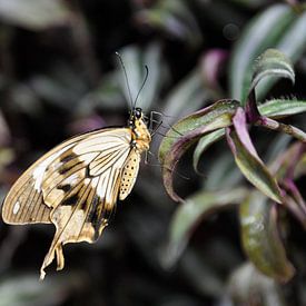 Vlinder  sur Anneke Wever