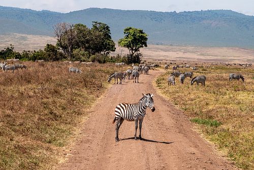 On the road on safari.