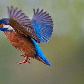 Kingfisher - Praying in the air by IJsvogels.nl - Corné van Oosterhout