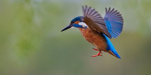 Kingfisher - Praying in the air