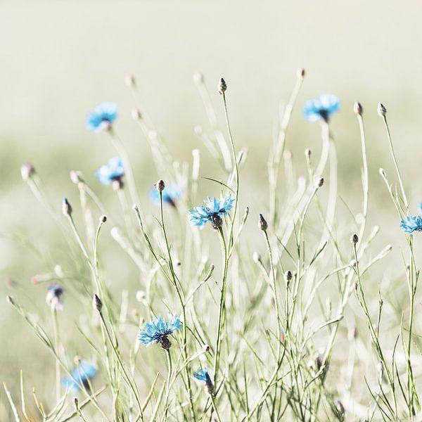 Tanz im Wind von Ursula Reins