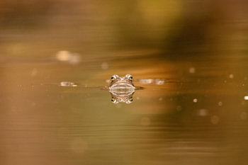 Kikker Weerspiegeling