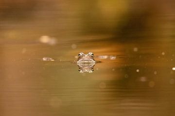 Frog Reflection by Marjan Slaats