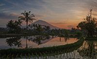 Sonnenaufgang über Reisfeldern und dem Berg Agung von Michiel van den Bos Miniaturansicht