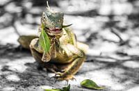 Hagedis | Lizard | Eidechse | lézard