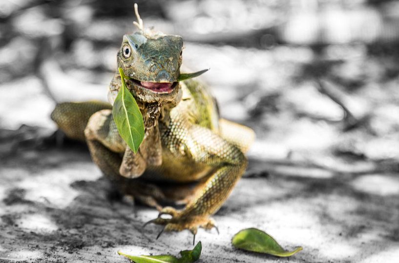 Hagedis | Lizard | Eidechse | lézard by Pauline Duchene
