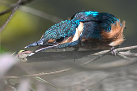 Ein staunender Eisvogel von Evert de Bruijn
