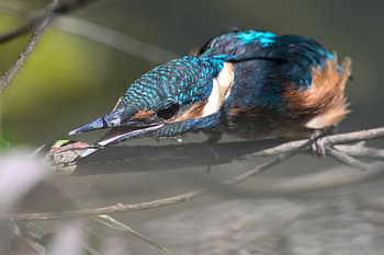 Ein staunender Eisvogel
