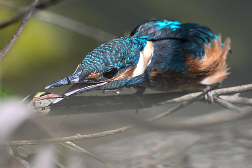 Ein staunender Eisvogel