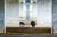 Koeien onder de brug van Karin de Jonge thumbnail