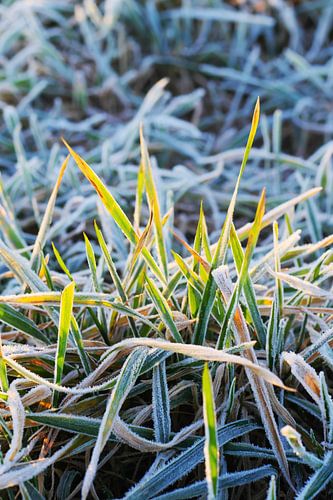 Wiese mit Raureif im Sonnenaufgang 3