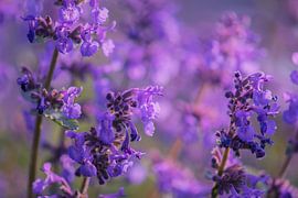 Katzenminze von Tania Perneel