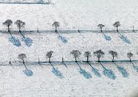 Parallel rows of trees in a snowy meadow