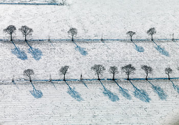 Parallele Reihen von Bäumen in verschneiten Wiese