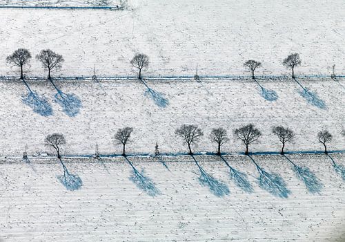Evenwijdige rijen bomen in besneeuwd weiland