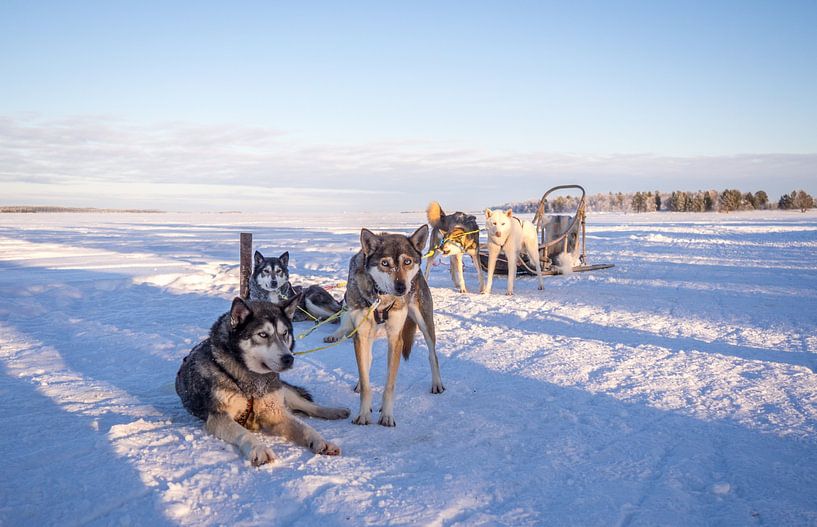 Huskies for the sledge by Ferry D