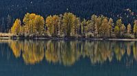 Trees on the shore