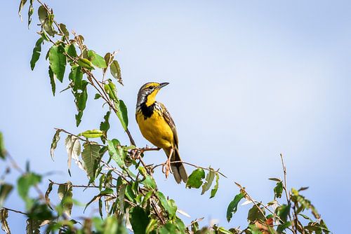Gele vogel tegen blauwe lucht