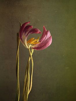 Withered tenderness