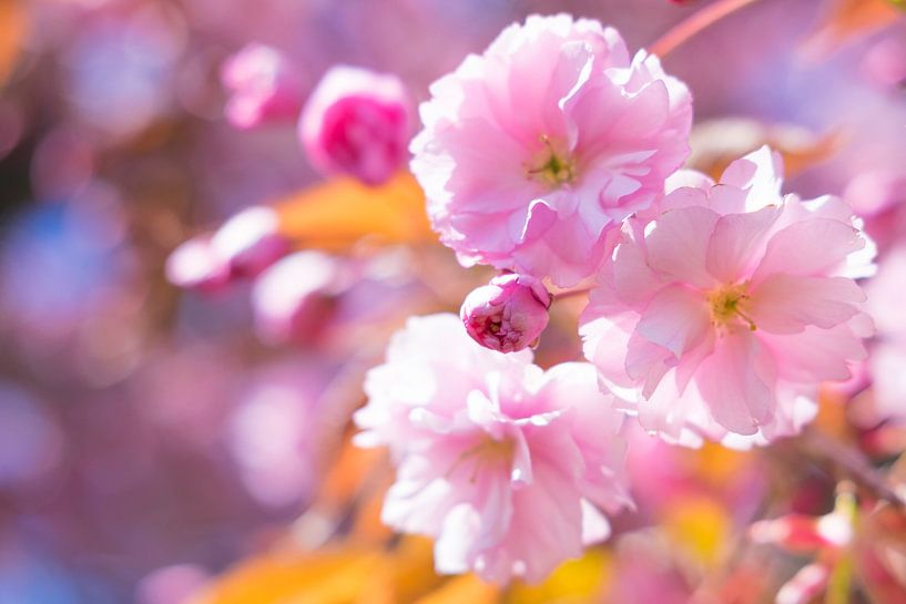 Fleurs de cerisier sur des cerisiers japonais par Sjoerd van der Wal Photographie