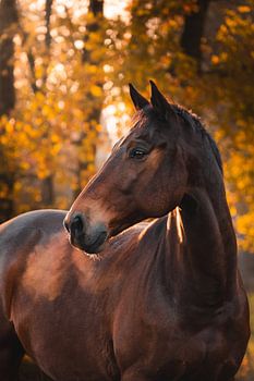 Cheval aux couleurs de l'automne