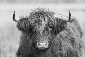 Porträt des Kopfes eines schottischen Highlanders in Schwarz-Weiß