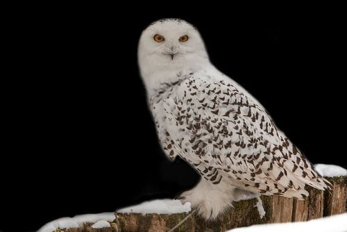 Snowy Owl, Snowy White