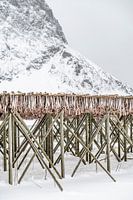 Stockfish à sécher
