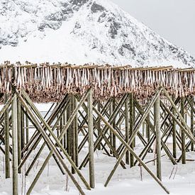 Stockfish to dry by Els Geboers