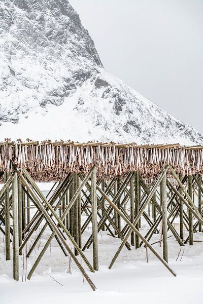 Stockfish à sécher par Els Geboers