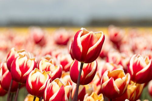 rood gele tulpen in een tulpenveld