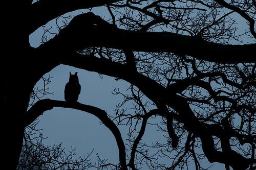 Hibou aigle à l'heure bleue dans un vieux chêne