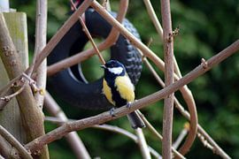 Great Tit