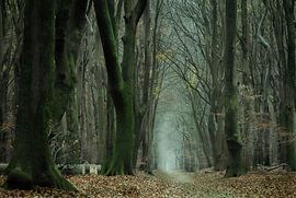 Matinée de novembre